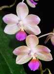 Phalaenopsis Javalin