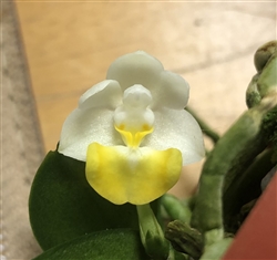 Phalaenopsis lobbii v. flavilabia