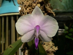 Phalaenopsis lowii species