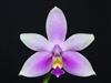 Phalaenopsis mentawaiensis