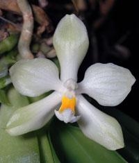 Phalaenopsis micholitzii 'Blush of Lime'