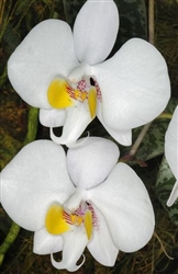 Phalaenopsis philippinensis