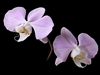 Phalaenopsis sanderiana