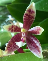 Phalaenopsis speciosa x cornu-cervi