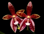 Phalaenopsis speciosa x cornu-cervi chattaladae