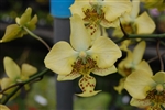 Phalaenopsis stuartiana v. nobilis