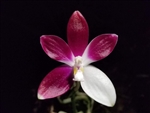Phalaenopsis tetraspis v. imperatrix purple