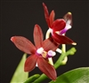 Phalaenopsis tetraspis v. imperatrix red