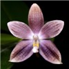 Phalaenopsis tetraspis v. livida