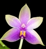 Phalaenopsis violacea