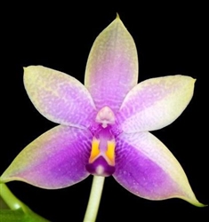 Phalaenopsis violacea