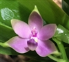 Phalaenopsis violacea v. coerulea KF