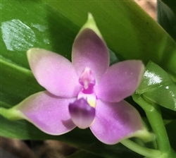 Phalaenopsis violacea v. coerulea KF