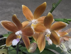 Phalaenopsis tetraspis f. coffee (MC)