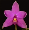 Phalaenopsis violacea v. magenta