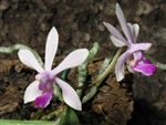 Phalaenopsis wilsonii