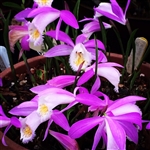 Pleione formosana