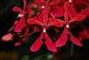 Renanthera philippinensis