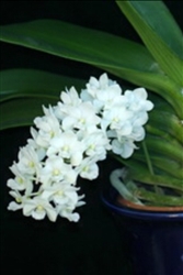 Rhynchostylis gigantea alba