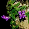 Schoenorchis scolopendria