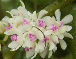 Cleisostoma breviracemum
