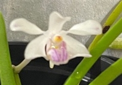 Vanda lilacina