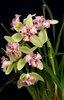 Cymbidium Green Valley Emerald, peloric form