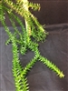 Lycopodium phlegmaria