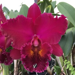 Rlc. Chia Lin 'New City'