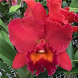 Rlc. Fire Jewel 'Volcano Queen'