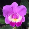 Cattleya Volcano Wonderland 'Volcano Pink'