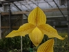 Paphiopedilum (rothschildianum x armeniacum)