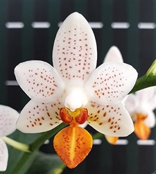 Phalaenopsis Mini Mark 'Holm'