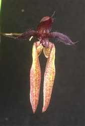 Bulbophyllum George Gallipeau