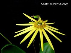 Bulbophyllum Jeffs Favorite