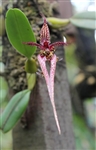 Bulbophyllum Sheryl Kurizaki