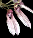 Bulbophyllum andersonii