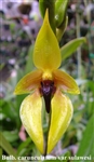 Bulbophyllum carunculatum v. sulawesi