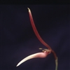 Bulbophyllum dennisii