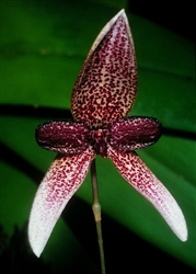 Bulbophyllum elassoglossum