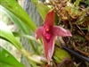 Bulbophyllum elevatopunctatum species