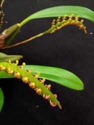 Bulbophyllum falcatum (Green Type)