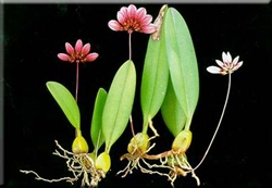 Bulbophyllum lepidum species