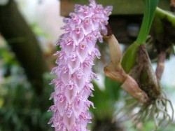 Bulbophyllum lilacinum