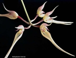 Bulbophyllum macraei