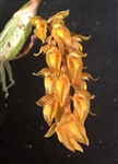 Bulbophyllum morphologorum