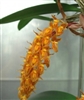Bulbophyllum orientale 'Yokozuna'