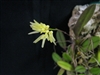 Bulbophyllum pupurascens