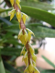 Bulbophyllum rufinum