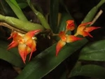Bulbophyllum sessile